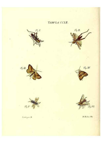 Reproducción/Reproduction 36237155761: Iacobi Christiani Schaefferi s.s. theologiae et philosophiae doctoris ... Icones insectorum circa Ratisbonam indigenorum :. Ratisbonae :Typis Breitfeldianis,MDCCLXXIX [1766-1779]