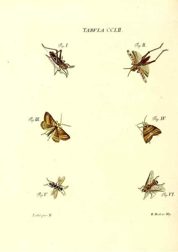Reproducción/Reproduction 36237155761: Iacobi Christiani Schaefferi s.s. theologiae et philosophiae doctoris ... Icones insectorum circa Ratisbonam indigenorum :. Ratisbonae :Typis Breitfeldianis,MDCCLXXIX [1766-1779]