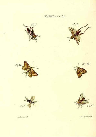 Reproducción/Reproduction 36237155761: Iacobi Christiani Schaefferi s.s. theologiae et philosophiae doctoris ... Icones insectorum circa Ratisbonam indigenorum :. Ratisbonae :Typis Breitfeldianis,MDCCLXXIX [1766-1779]