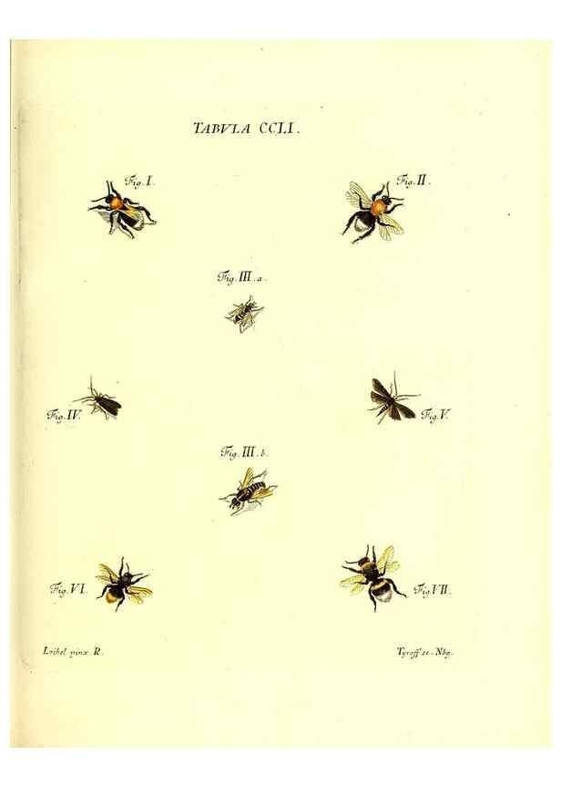 Reproducción/Reproduction 35538061634: Iacobi Christiani Schaefferi s.s. theologiae et philosophiae doctoris ... Icones insectorum circa Ratisbonam indigenorum :. Ratisbonae :Typis Breitfeldianis,MDCCLXXIX [1766-1779]