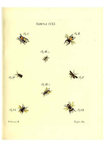 Reproducción/Reproduction 35538061634: Iacobi Christiani Schaefferi s.s. theologiae et philosophiae doctoris ... Icones insectorum circa Ratisbonam indigenorum :. Ratisbonae :Typis Breitfeldianis,MDCCLXXIX [1766-1779]