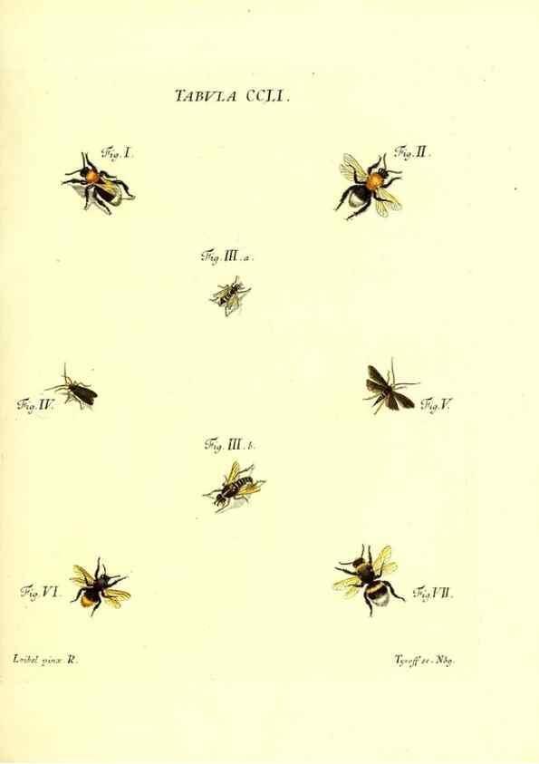 Reproducción/Reproduction 35538061634: Iacobi Christiani Schaefferi s.s. theologiae et philosophiae doctoris ... Icones insectorum circa Ratisbonam indigenorum :. Ratisbonae :Typis Breitfeldianis,MDCCLXXIX [1766-1779]