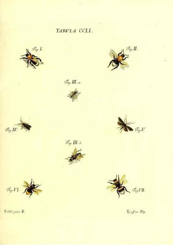 Reproducción/Reproduction 35538061634: Iacobi Christiani Schaefferi s.s. theologiae et philosophiae doctoris ... Icones insectorum circa Ratisbonam indigenorum :. Ratisbonae :Typis Breitfeldianis,MDCCLXXIX [1766-1779]