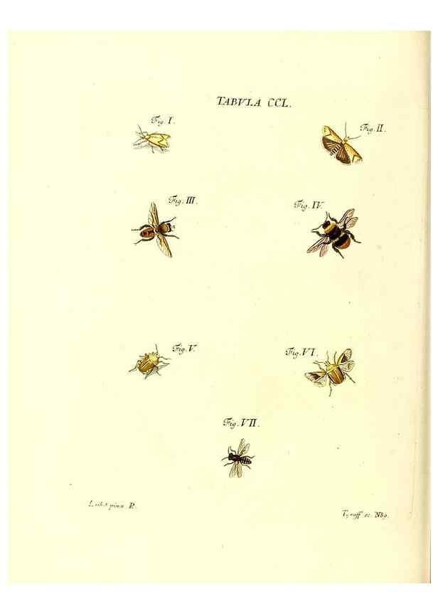 Reproducción/Reproduction 35538060784: Iacobi Christiani Schaefferi s.s. theologiae et philosophiae doctoris ... Icones insectorum circa Ratisbonam indigenorum :. Ratisbonae :Typis Breitfeldianis,MDCCLXXIX [1766-1779]