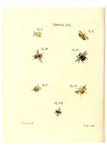 Reproducción/Reproduction 35538060784: Iacobi Christiani Schaefferi s.s. theologiae et philosophiae doctoris ... Icones insectorum circa Ratisbonam indigenorum :. Ratisbonae :Typis Breitfeldianis,MDCCLXXIX [1766-1779]