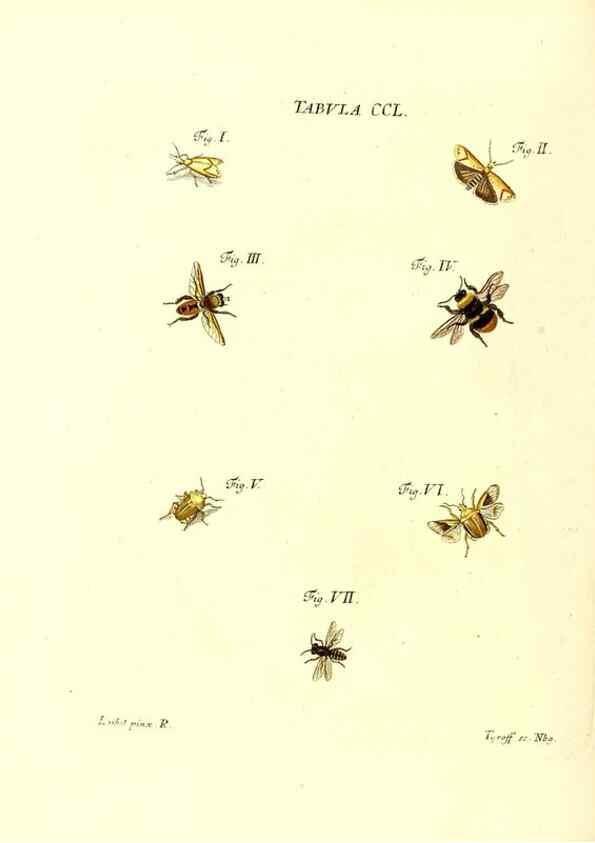 Reproducción/Reproduction 35538060784: Iacobi Christiani Schaefferi s.s. theologiae et philosophiae doctoris ... Icones insectorum circa Ratisbonam indigenorum :. Ratisbonae :Typis Breitfeldianis,MDCCLXXIX [1766-1779]