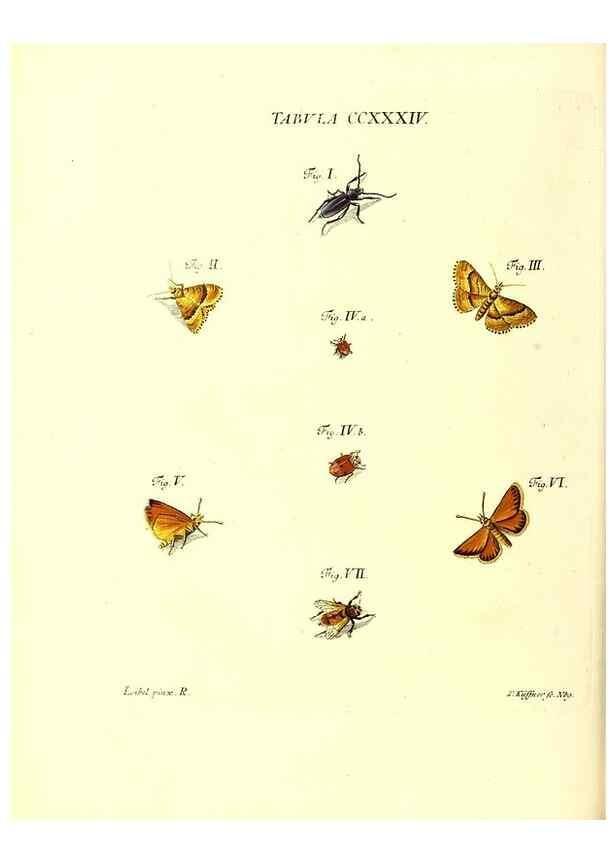 Reproducción/Reproduction 35976959840: Iacobi Christiani Schaefferi s.s. theologiae et philosophiae doctoris ... Icones insectorum circa Ratisbonam indigenorum :. Ratisbonae :Typis Breitfeldianis,MDCCLXXIX [1766-1779]