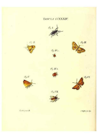 Reproducción/Reproduction 35976959840: Iacobi Christiani Schaefferi s.s. theologiae et philosophiae doctoris ... Icones insectorum circa Ratisbonam indigenorum :. Ratisbonae :Typis Breitfeldianis,MDCCLXXIX [1766-1779]