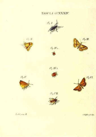 Reproducción/Reproduction 35976959840: Iacobi Christiani Schaefferi s.s. theologiae et philosophiae doctoris ... Icones insectorum circa Ratisbonam indigenorum :. Ratisbonae :Typis Breitfeldianis,MDCCLXXIX [1766-1779]
