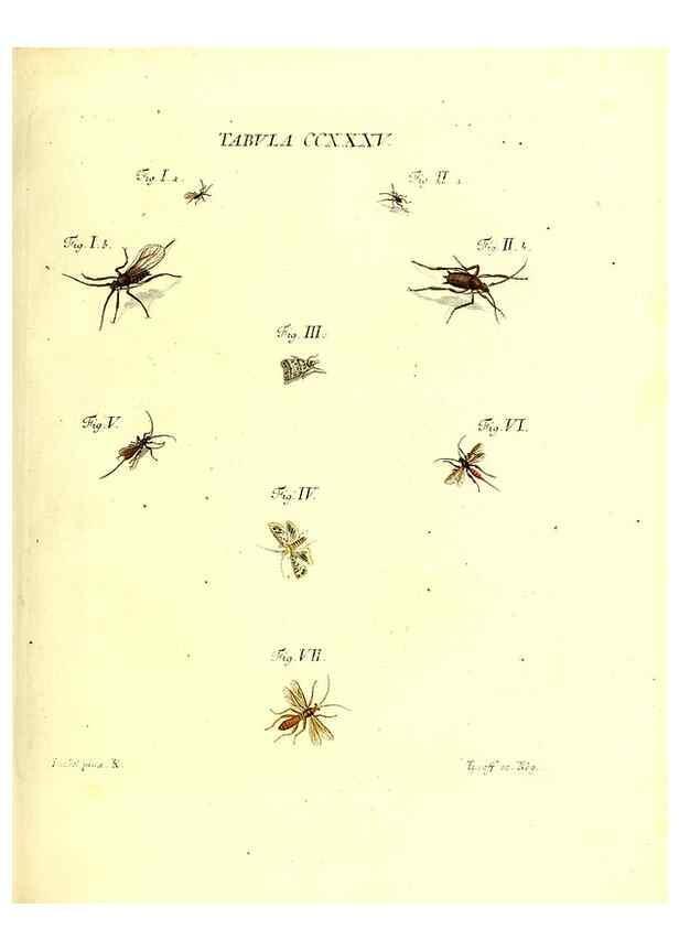 Reproducción/Reproduction 35976960700: Iacobi Christiani Schaefferi s.s. theologiae et philosophiae doctoris ... Icones insectorum circa Ratisbonam indigenorum :. Ratisbonae :Typis Breitfeldianis,MDCCLXXIX [1766-1779]