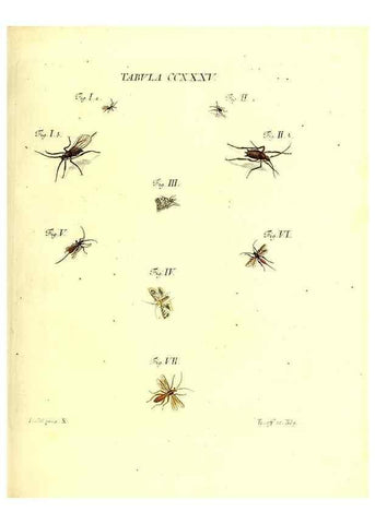 Reproducción/Reproduction 35976960700: Iacobi Christiani Schaefferi s.s. theologiae et philosophiae doctoris ... Icones insectorum circa Ratisbonam indigenorum :. Ratisbonae :Typis Breitfeldianis,MDCCLXXIX [1766-1779]
