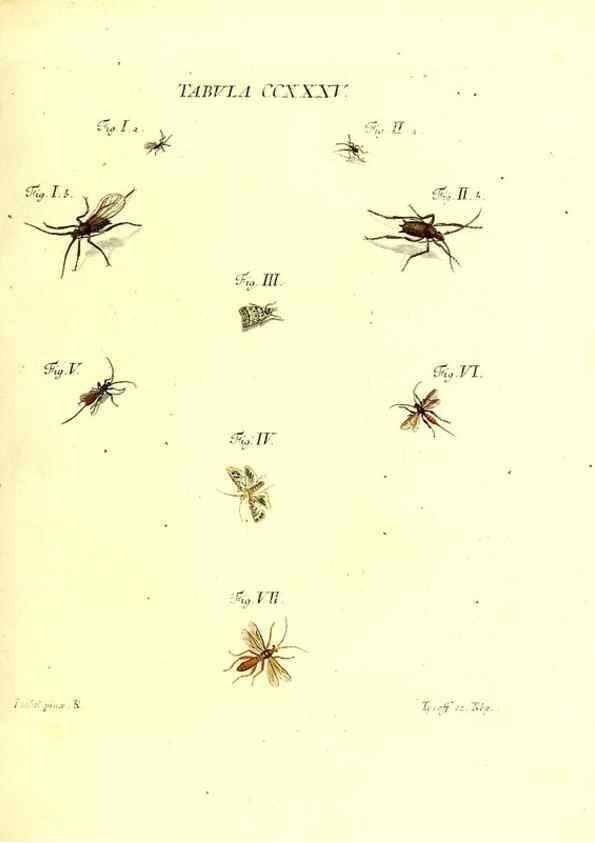 Reproducción/Reproduction 35976960700: Iacobi Christiani Schaefferi s.s. theologiae et philosophiae doctoris ... Icones insectorum circa Ratisbonam indigenorum :. Ratisbonae :Typis Breitfeldianis,MDCCLXXIX [1766-1779]