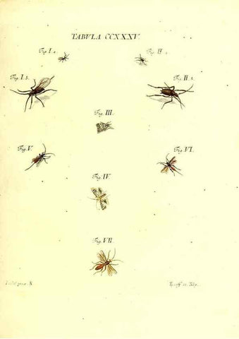 Reproducción/Reproduction 35976960700: Iacobi Christiani Schaefferi s.s. theologiae et philosophiae doctoris ... Icones insectorum circa Ratisbonam indigenorum :. Ratisbonae :Typis Breitfeldianis,MDCCLXXIX [1766-1779]