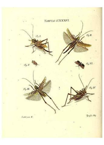 Reproducción/Reproduction 35976961830: Iacobi Christiani Schaefferi s.s. theologiae et philosophiae doctoris ... Icones insectorum circa Ratisbonam indigenorum :. Ratisbonae :Typis Breitfeldianis,MDCCLXXIX [1766-1779]