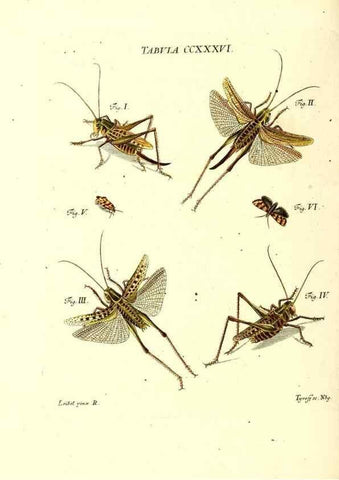 Reproducción/Reproduction 35976961830: Iacobi Christiani Schaefferi s.s. theologiae et philosophiae doctoris ... Icones insectorum circa Ratisbonam indigenorum :. Ratisbonae :Typis Breitfeldianis,MDCCLXXIX [1766-1779]