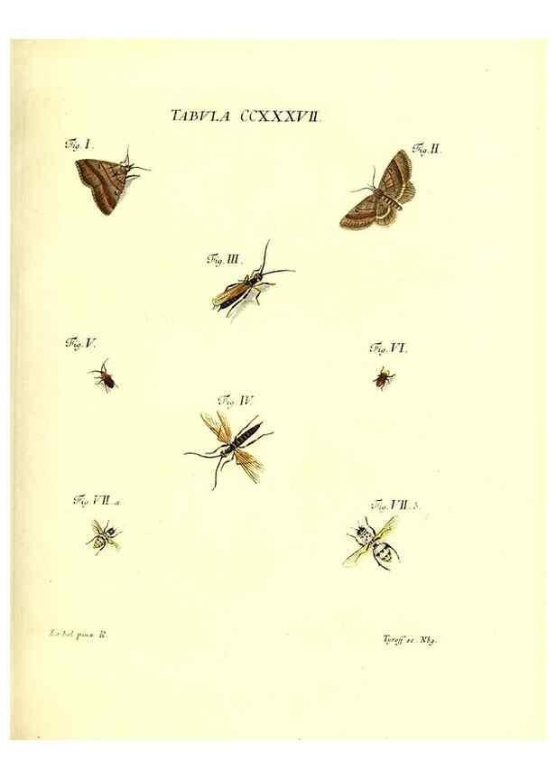 Reproducción/Reproduction 35565513153: Iacobi Christiani Schaefferi s.s. theologiae et philosophiae doctoris ... Icones insectorum circa Ratisbonam indigenorum :. Ratisbonae :Typis Breitfeldianis,MDCCLXXIX [1766-1779]