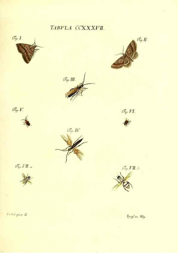 Reproducción/Reproduction 35565513153: Iacobi Christiani Schaefferi s.s. theologiae et philosophiae doctoris ... Icones insectorum circa Ratisbonam indigenorum :. Ratisbonae :Typis Breitfeldianis,MDCCLXXIX [1766-1779]