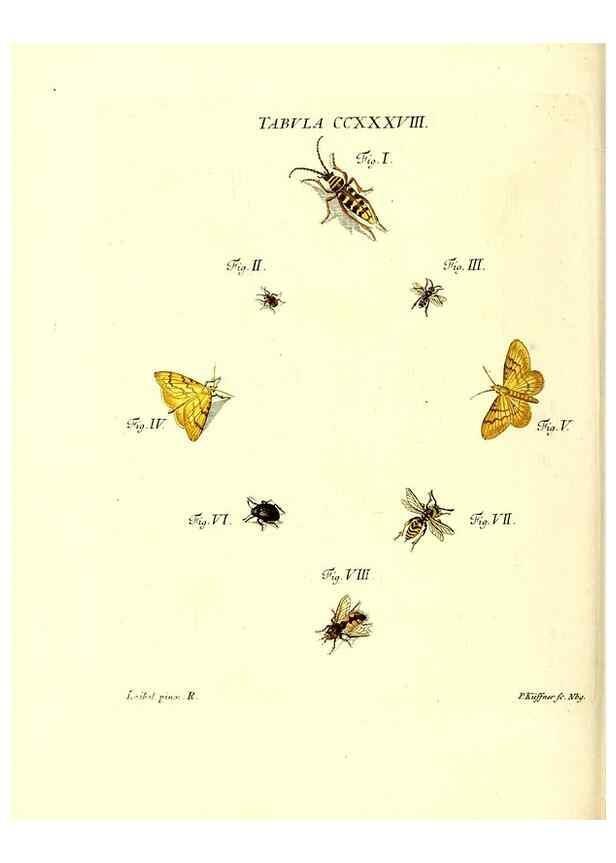 Reproducción/Reproduction 35565513973: Iacobi Christiani Schaefferi s.s. theologiae et philosophiae doctoris ... Icones insectorum circa Ratisbonam indigenorum :. Ratisbonae :Typis Breitfeldianis,MDCCLXXIX [1766-1779]