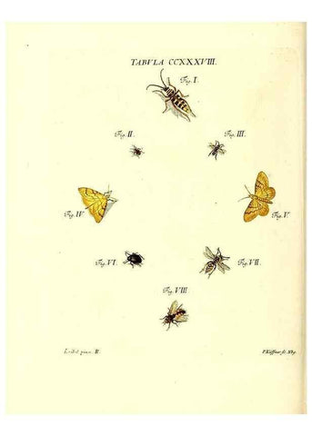 Reproducción/Reproduction 35565513973: Iacobi Christiani Schaefferi s.s. theologiae et philosophiae doctoris ... Icones insectorum circa Ratisbonam indigenorum :. Ratisbonae :Typis Breitfeldianis,MDCCLXXIX [1766-1779]