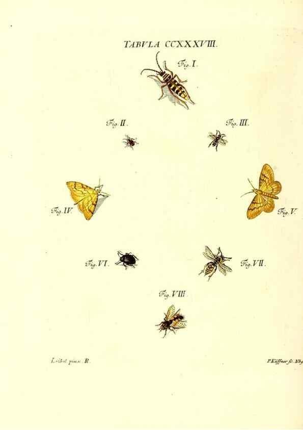 Reproducción/Reproduction 35565513973: Iacobi Christiani Schaefferi s.s. theologiae et philosophiae doctoris ... Icones insectorum circa Ratisbonam indigenorum :. Ratisbonae :Typis Breitfeldianis,MDCCLXXIX [1766-1779]