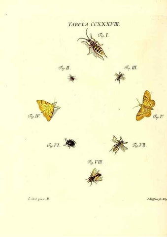 Reproducción/Reproduction 35565513973: Iacobi Christiani Schaefferi s.s. theologiae et philosophiae doctoris ... Icones insectorum circa Ratisbonam indigenorum :. Ratisbonae :Typis Breitfeldianis,MDCCLXXIX [1766-1779]