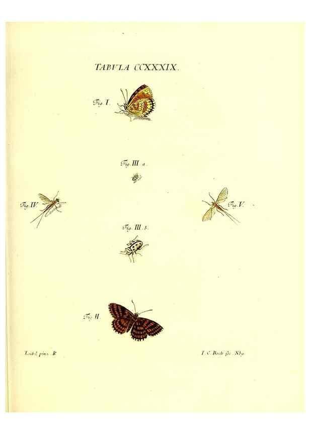 Reproducción/Reproduction 35565514883: Iacobi Christiani Schaefferi s.s. theologiae et philosophiae doctoris ... Icones insectorum circa Ratisbonam indigenorum :. Ratisbonae :Typis Breitfeldianis,MDCCLXXIX [1766-1779]