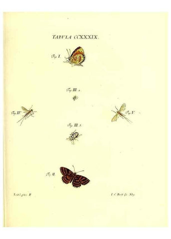 Reproducción/Reproduction 35565514883: Iacobi Christiani Schaefferi s.s. theologiae et philosophiae doctoris ... Icones insectorum circa Ratisbonam indigenorum :. Ratisbonae :Typis Breitfeldianis,MDCCLXXIX [1766-1779]