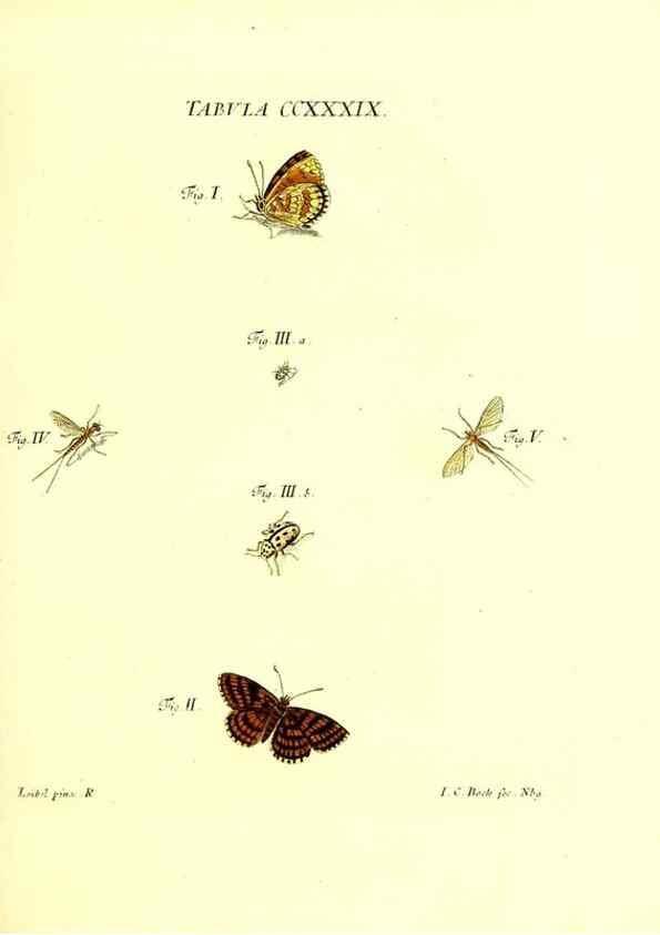 Reproducción/Reproduction 35565514883: Iacobi Christiani Schaefferi s.s. theologiae et philosophiae doctoris ... Icones insectorum circa Ratisbonam indigenorum :. Ratisbonae :Typis Breitfeldianis,MDCCLXXIX [1766-1779]