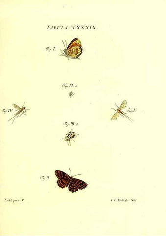 Reproducción/Reproduction 35565514883: Iacobi Christiani Schaefferi s.s. theologiae et philosophiae doctoris ... Icones insectorum circa Ratisbonam indigenorum :. Ratisbonae :Typis Breitfeldianis,MDCCLXXIX [1766-1779]