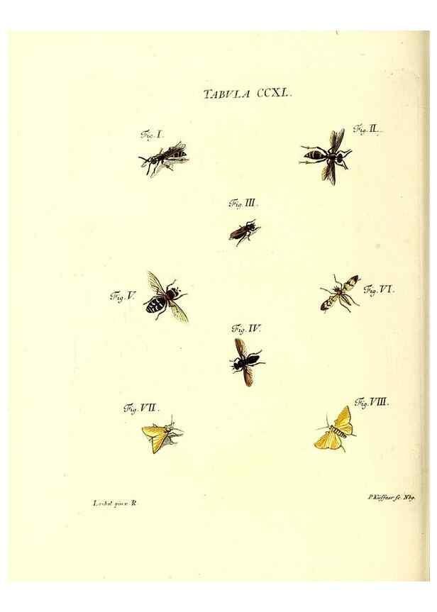 Reproducción/Reproduction 36205598882: Iacobi Christiani Schaefferi s.s. theologiae et philosophiae doctoris ... Icones insectorum circa Ratisbonam indigenorum :. Ratisbonae :Typis Breitfeldianis,MDCCLXXIX [1766-1779]