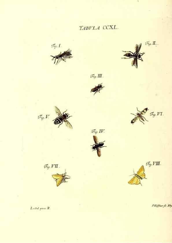 Reproducción/Reproduction 36205598882: Iacobi Christiani Schaefferi s.s. theologiae et philosophiae doctoris ... Icones insectorum circa Ratisbonam indigenorum :. Ratisbonae :Typis Breitfeldianis,MDCCLXXIX [1766-1779]