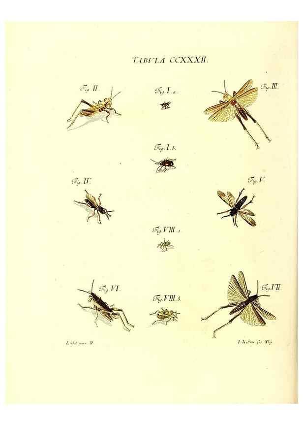 Reproducción/Reproduction 36373817035: Iacobi Christiani Schaefferi s.s. theologiae et philosophiae doctoris ... Icones insectorum circa Ratisbonam indigenorum :. Ratisbonae :Typis Breitfeldianis,MDCCLXXIX [1766-1779]