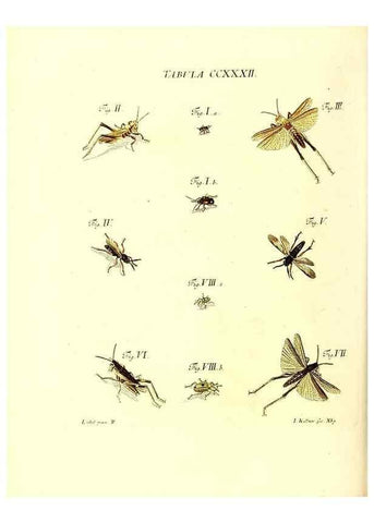 Reproducción/Reproduction 36373817035: Iacobi Christiani Schaefferi s.s. theologiae et philosophiae doctoris ... Icones insectorum circa Ratisbonam indigenorum :. Ratisbonae :Typis Breitfeldianis,MDCCLXXIX [1766-1779]