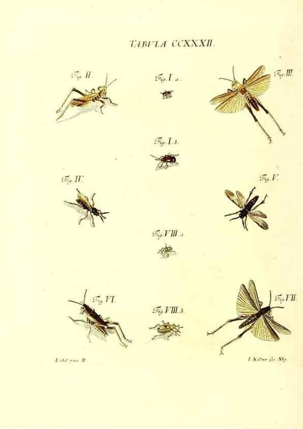 Reproducción/Reproduction 36373817035: Iacobi Christiani Schaefferi s.s. theologiae et philosophiae doctoris ... Icones insectorum circa Ratisbonam indigenorum :. Ratisbonae :Typis Breitfeldianis,MDCCLXXIX [1766-1779]