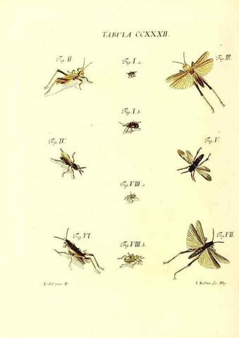 Reproducción/Reproduction 36373817035: Iacobi Christiani Schaefferi s.s. theologiae et philosophiae doctoris ... Icones insectorum circa Ratisbonam indigenorum :. Ratisbonae :Typis Breitfeldianis,MDCCLXXIX [1766-1779]