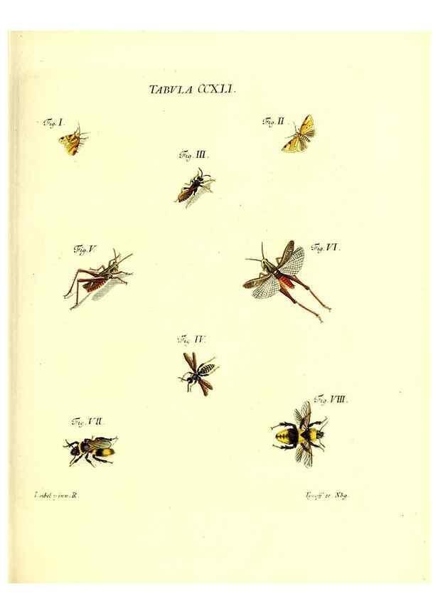 Reproducción/Reproduction 36205600482: Iacobi Christiani Schaefferi s.s. theologiae et philosophiae doctoris ... Icones insectorum circa Ratisbonam indigenorum :. Ratisbonae :Typis Breitfeldianis,MDCCLXXIX [1766-1779]