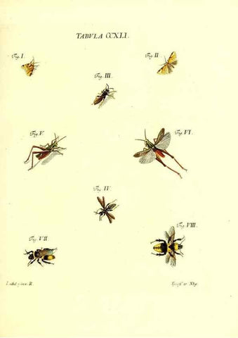 Reproducción/Reproduction 36205600482: Iacobi Christiani Schaefferi s.s. theologiae et philosophiae doctoris ... Icones insectorum circa Ratisbonam indigenorum :. Ratisbonae :Typis Breitfeldianis,MDCCLXXIX [1766-1779]