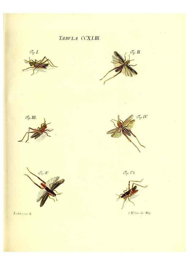 Reproducción/Reproduction 36205603082: Iacobi Christiani Schaefferi s.s. theologiae et philosophiae doctoris ... Icones insectorum circa Ratisbonam indigenorum :. Ratisbonae :Typis Breitfeldianis,MDCCLXXIX [1766-1779]