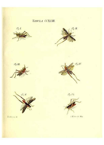 Reproducción/Reproduction 36205603082: Iacobi Christiani Schaefferi s.s. theologiae et philosophiae doctoris ... Icones insectorum circa Ratisbonam indigenorum :. Ratisbonae :Typis Breitfeldianis,MDCCLXXIX [1766-1779]