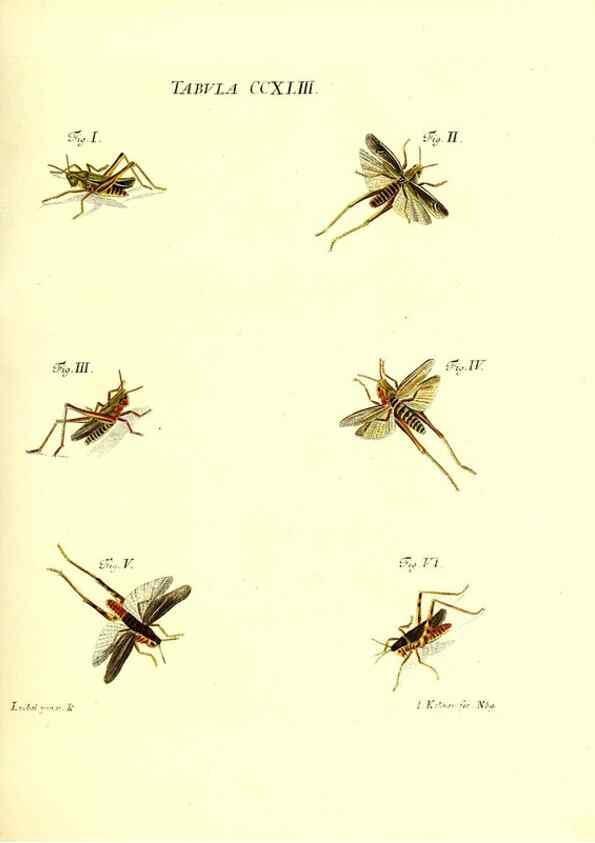 Reproducción/Reproduction 36205603082: Iacobi Christiani Schaefferi s.s. theologiae et philosophiae doctoris ... Icones insectorum circa Ratisbonam indigenorum :. Ratisbonae :Typis Breitfeldianis,MDCCLXXIX [1766-1779]