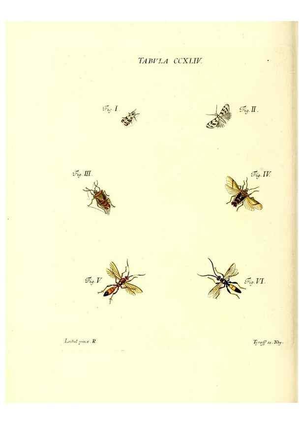 Reproducción/Reproduction 36205604622: Iacobi Christiani Schaefferi s.s. theologiae et philosophiae doctoris ... Icones insectorum circa Ratisbonam indigenorum :. Ratisbonae :Typis Breitfeldianis,MDCCLXXIX [1766-1779]