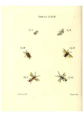 Reproducción/Reproduction 36205604622: Iacobi Christiani Schaefferi s.s. theologiae et philosophiae doctoris ... Icones insectorum circa Ratisbonam indigenorum :. Ratisbonae :Typis Breitfeldianis,MDCCLXXIX [1766-1779]