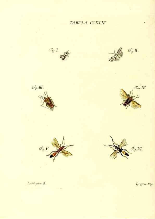 Reproducción/Reproduction 36205604622: Iacobi Christiani Schaefferi s.s. theologiae et philosophiae doctoris ... Icones insectorum circa Ratisbonam indigenorum :. Ratisbonae :Typis Breitfeldianis,MDCCLXXIX [1766-1779]