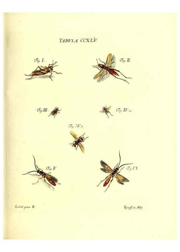 Reproducción/Reproduction 36205606282: Iacobi Christiani Schaefferi s.s. theologiae et philosophiae doctoris ... Icones insectorum circa Ratisbonam indigenorum :. Ratisbonae :Typis Breitfeldianis,MDCCLXXIX [1766-1779]