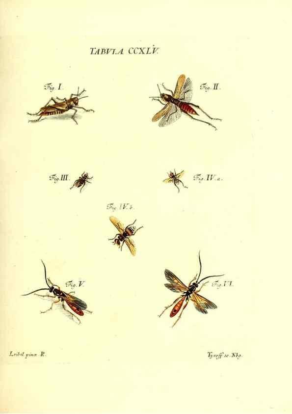 Reproducción/Reproduction 36205606282: Iacobi Christiani Schaefferi s.s. theologiae et philosophiae doctoris ... Icones insectorum circa Ratisbonam indigenorum :. Ratisbonae :Typis Breitfeldianis,MDCCLXXIX [1766-1779]