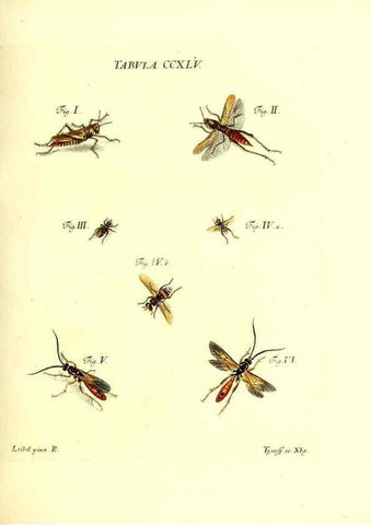 Reproducción/Reproduction 36205606282: Iacobi Christiani Schaefferi s.s. theologiae et philosophiae doctoris ... Icones insectorum circa Ratisbonam indigenorum :. Ratisbonae :Typis Breitfeldianis,MDCCLXXIX [1766-1779]
