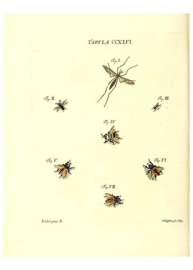 Reproducción/Reproduction 36205607802: Iacobi Christiani Schaefferi s.s. theologiae et philosophiae doctoris ... Icones insectorum circa Ratisbonam indigenorum :. Ratisbonae :Typis Breitfeldianis,MDCCLXXIX [1766-1779]