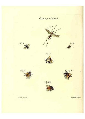Reproducción/Reproduction 36205607802: Iacobi Christiani Schaefferi s.s. theologiae et philosophiae doctoris ... Icones insectorum circa Ratisbonam indigenorum :. Ratisbonae :Typis Breitfeldianis,MDCCLXXIX [1766-1779]
