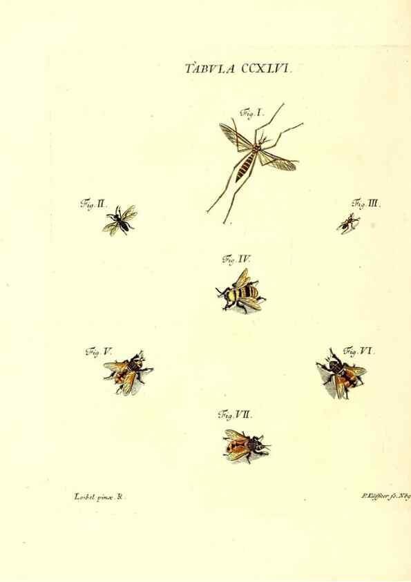 Reproducción/Reproduction 36205607802: Iacobi Christiani Schaefferi s.s. theologiae et philosophiae doctoris ... Icones insectorum circa Ratisbonam indigenorum :. Ratisbonae :Typis Breitfeldianis,MDCCLXXIX [1766-1779]