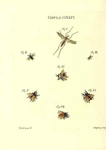 Reproducción/Reproduction 36205607802: Iacobi Christiani Schaefferi s.s. theologiae et philosophiae doctoris ... Icones insectorum circa Ratisbonam indigenorum :. Ratisbonae :Typis Breitfeldianis,MDCCLXXIX [1766-1779]